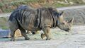 Rhino